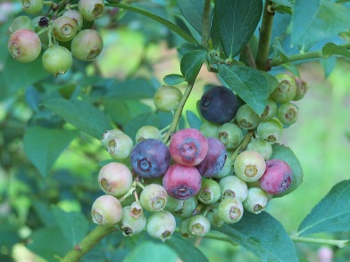 Blueberries on Blueberry Bush
