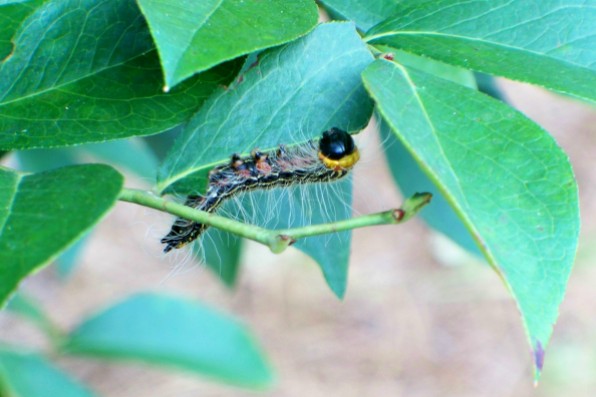 August Tent Moth Caterpillar Eating Dinner