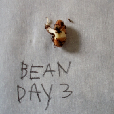 Bean Day 3