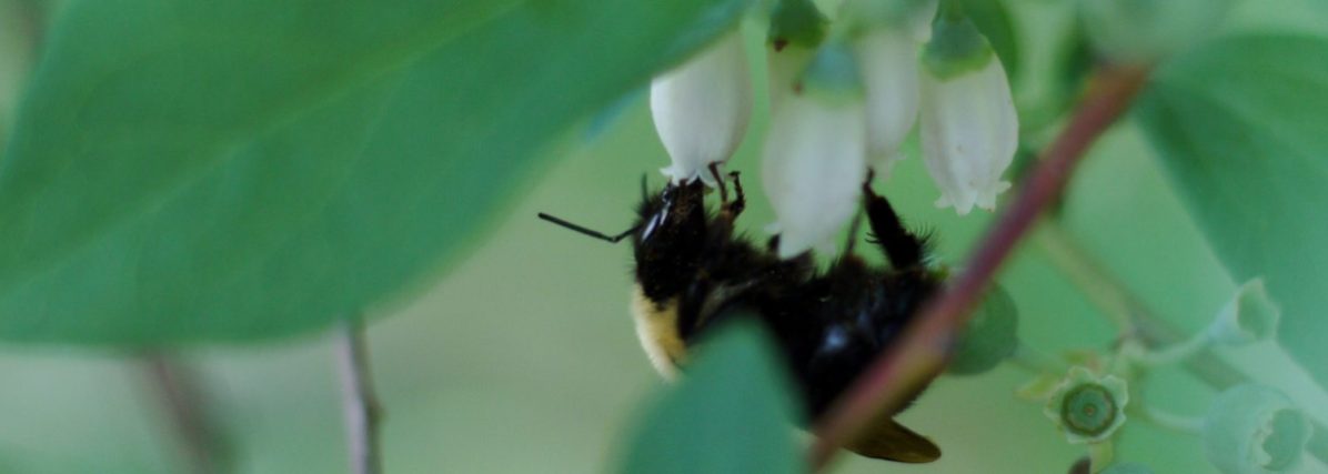 cropped-bee-on-berry-blossom.jpg