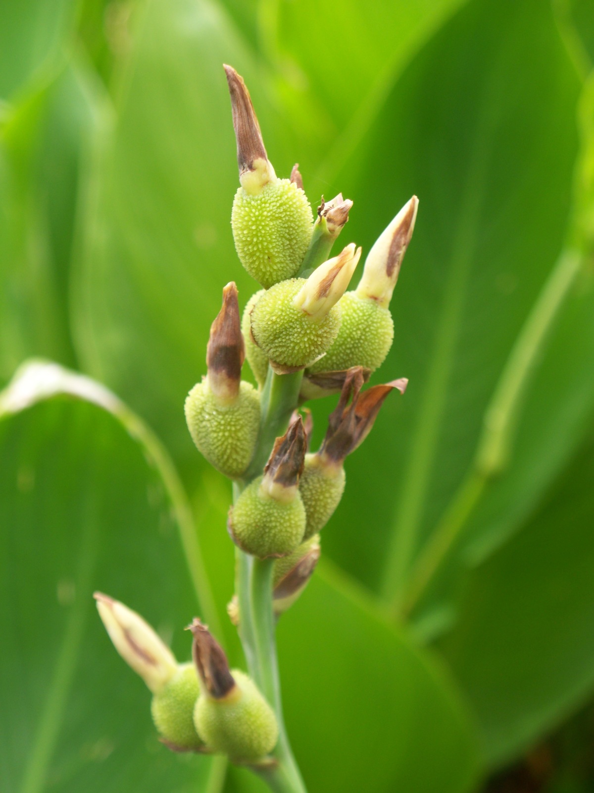 Canna Lily Seed Pods